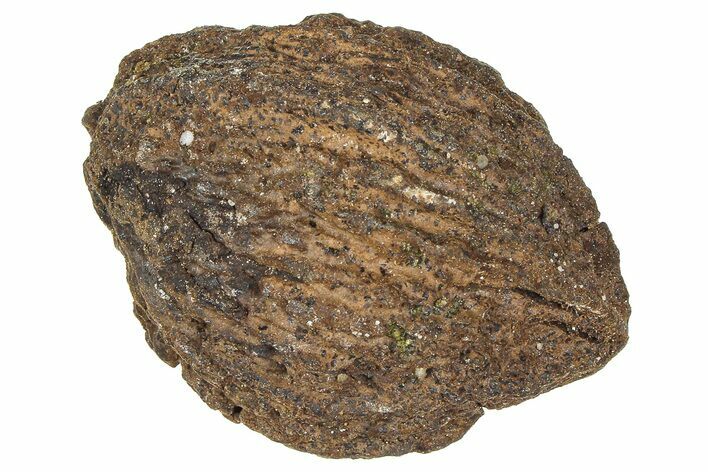Pliocene Fossil Hickory Tree (Carya) Nut - France #365396